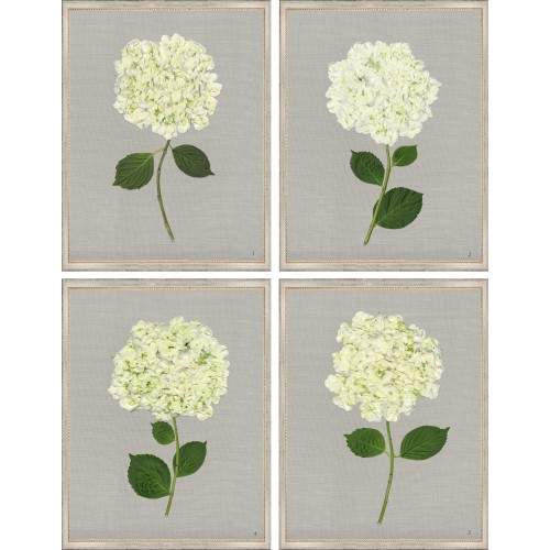 TLC- WHITE HYDRANGEAS 1-4